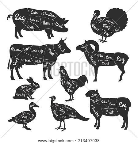 Illustrations for butcher shop. Cutting lines of different parts of domestic animals. Vector butcher animal part, meat diagram scheme rabbit and lamb, cattle and rooster