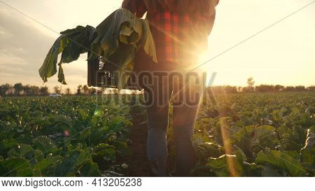 Agriculture. Farmer Girl In A Walk On A Green Field With Box. Business Natural Food Agriculture Conc