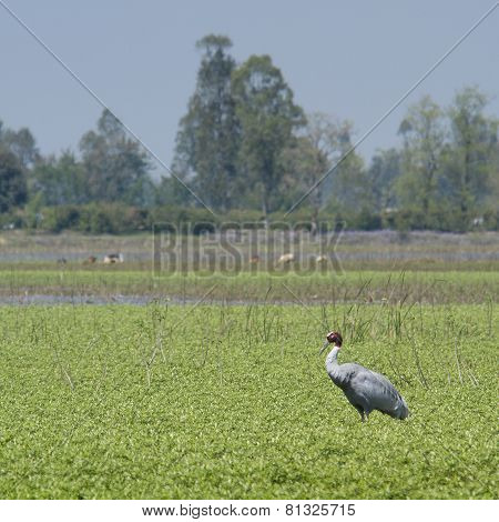 sarus crane standing in a swamp, Bardia, Nepal