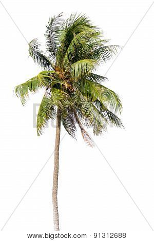 Coconut Palm Tree, Coco Green Leaves Isolated