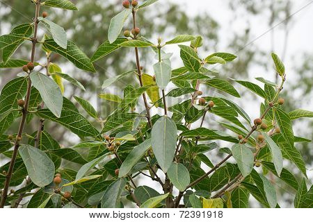 Australian Sweet Sandpaper Fig Ficus Opposita