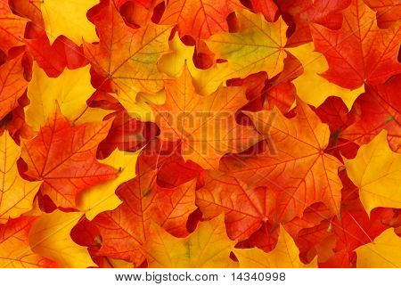 Feuilles d'automne