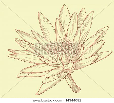 Illustration de vecteur editable d'une fleur de nénuphar