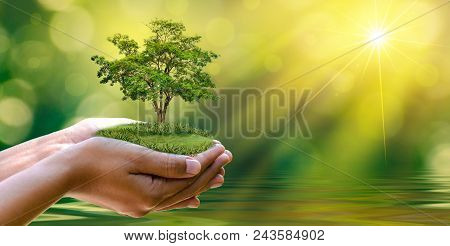 Environment Earth Day In The Hands Of Trees Growing Seedlings. Bokeh Green Background Female Hand Ho