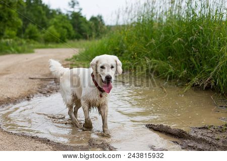 Portrait Of Funny Wet Golden Retriever Dog With Dirty Paws Standing In A Muddy Puddle