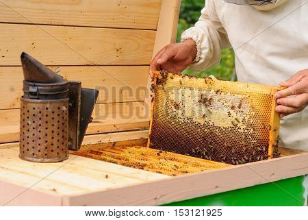 The beekeeper takes out from the hive honeycomb filled with fresh honey.