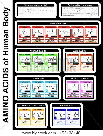 Vector - Amino Acids of Human Body (structure of compounds, groups, details) Aliphatic, Aromatic, Acidic, Basic, Sulfur-containing Acids - DNA condon - Forming Proteins - Educational Material
