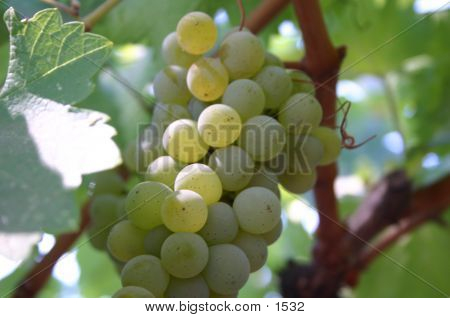 Wine Grapes