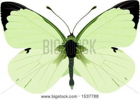 Cabbage White Butterfly.Eps