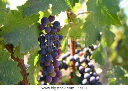 Wine Grapes