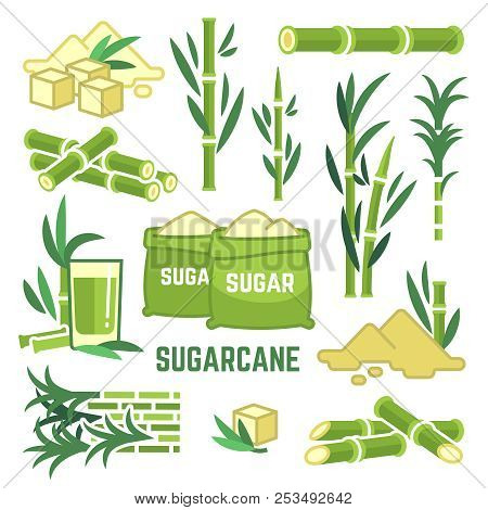 Sugar Plant Agricultural Crops, Cane Leaf, Sugarcane Juice Vector Icons. Sugar Cane, Sweet Plant, Na