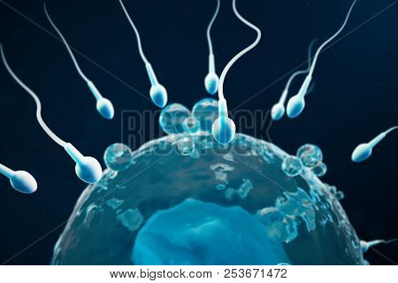 Sperm And Egg Cell, Ovum. Native And Natural Fertilization - Close-up View. Conception The Beginning