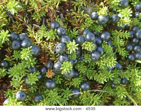 Crowberry