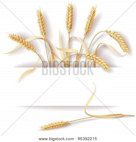 Wheat Ears