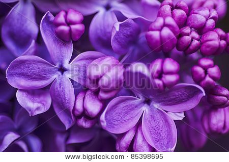 Lilac flowers background