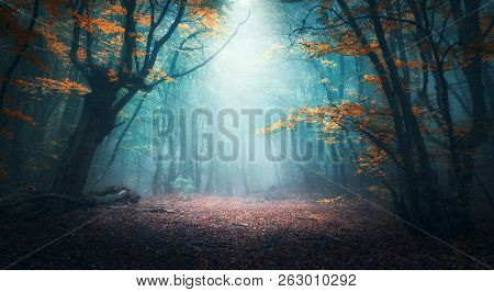 Mystical Forest In Blue Fog In Autumn. Colorful Landscape