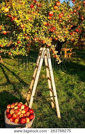 Apple Garden Nature Background Sunny Autumn Day. Gardening And Harvesting. Fall Apple Crops Harvesti