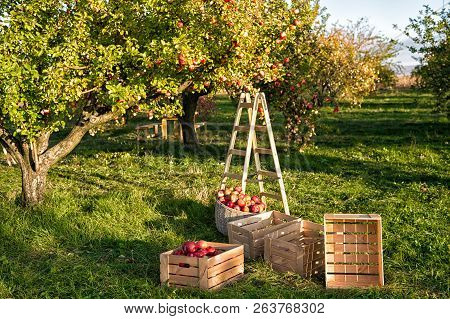 Gardening And Harvesting. Fall Apple Crops Harvesting In Garden. Apple Tree With Fruits On Branches 