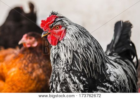 Motley chicken with small red comb, yellow curved beak, red earlobes and earrings. Domestic bird close up portrait with hens on background