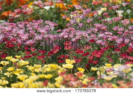 California Poppy (eschscholzia)