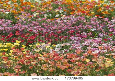 California Poppy (eschscholzia)