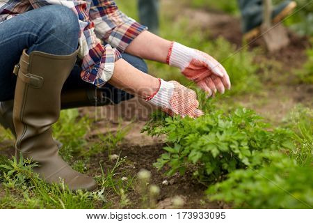 farming, gardening, agriculture and people concept - senior woman weeding parsley on garden bed at summer farm