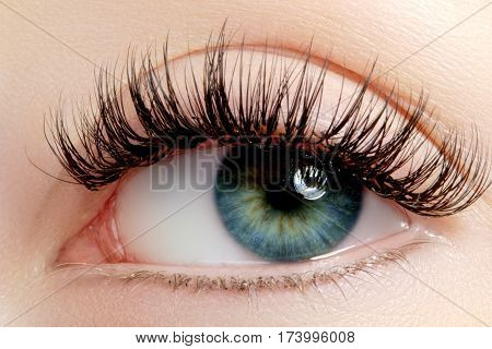 Beautiful Female Eye With Extreme Long Eyelashes, Black Liner Makeup. Perfect Make-up, Long Lashes.