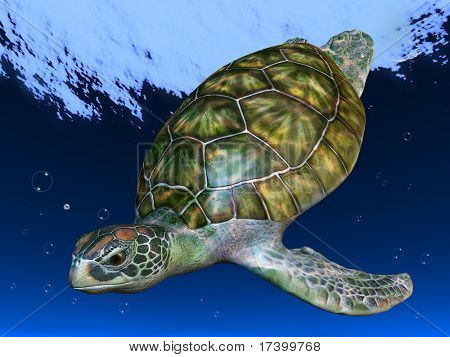 Underwater Picture of the Turtle, Red sea