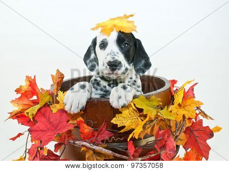 Fall Dalmatain Puppy