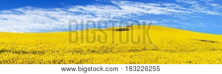 golden field of flowering rapeseed canola or colza with beautiful clouds on sky - brassica napus - rapeseed is plant for green energy and oil industry