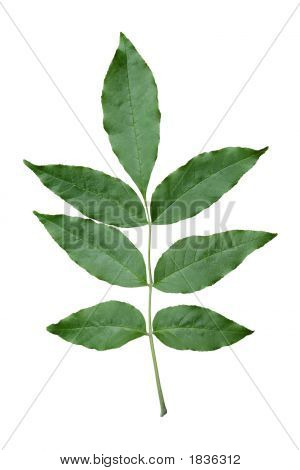 Green Ash Leaf.