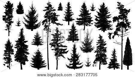 Silhouette Of Pine Trees. Set Of Forest Trees Isolated On White Background. Collection Coniferous Ev