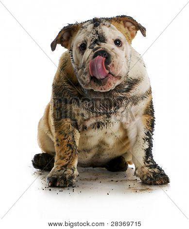 dirty dog - muddy english bulldog sitting on white background