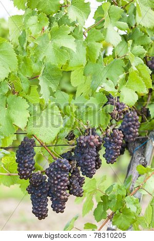 grapes in vineyard (pinot gris), Southern Moravia, Czech Republic