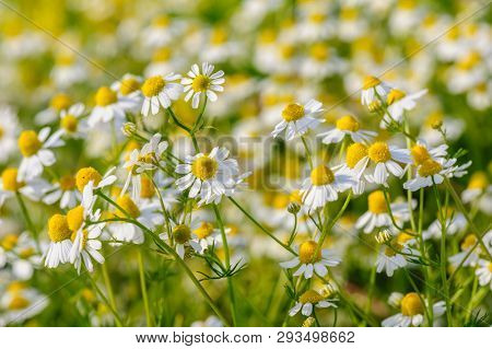 Camomille flowers grow at wild summer meadow