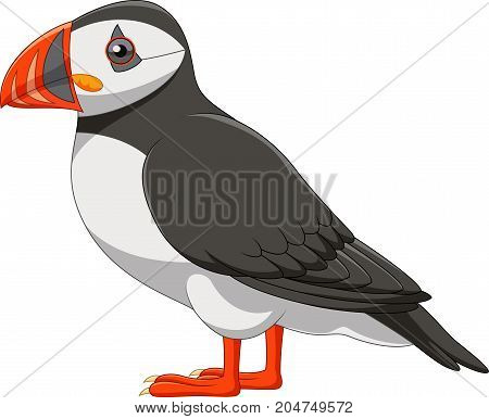 Vector illustration of Cartoon puffin isolated on white background