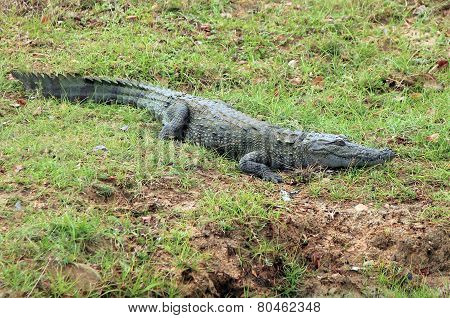 Mugger Crocodile