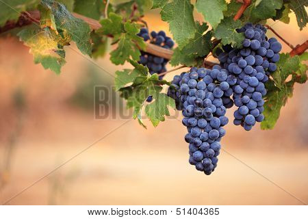 Large bunches of ripe black grapes on vine