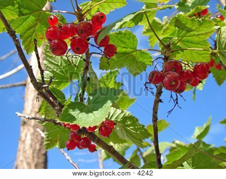 Red Currants