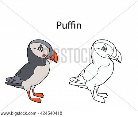 Funny Cute Bird Puffin Isolated On White Background. Linear, Contour, Black And White And Colored Ve