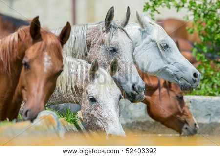 Horses drinking water outdoor, Arabian horses.