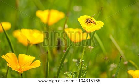 Stunning buttercup yellow flowers of Eschscholzia californica (Californian poppygolden poppy California sunlight cup of gold) a species of flowering plant in family Papaveraceae are bright.