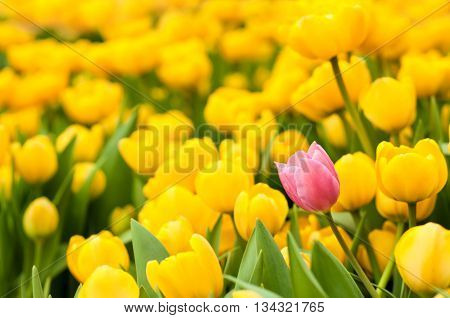 One Pink Tulip Standing Out From Many Yellow Ones. Individuality Concept