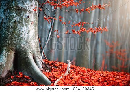 Autumn landscape, Fall scene. Beautiful Autumnal park with colorful bright red leaves and old trees. Beauty nature scene. Trees and Leaves, foggy forest, fantasy landscape