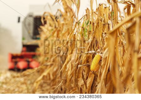 Harvesting Corn Crop Field. Combine Harvester Working On Plantation. Agricultural Machinery Gatherin