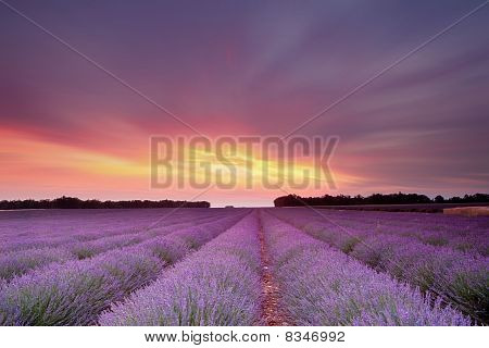 Lavender Sunset