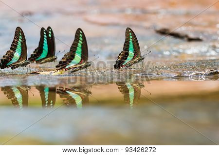 Group Of Common Bluebottle Butterflies