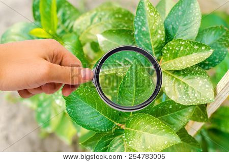 Research Of Plants / Bushes On Pesticides And Chemicals. Treating Plants From Harmful Insects, Liqui