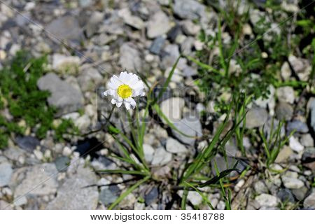 Wild Camomille Growing On The Stone Ground