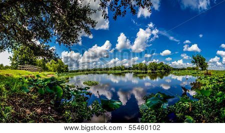 A High Resolution, Colorful, Panoramic Shot of Beautiful 40-Acre Lake with Yellow Lotus Lilies